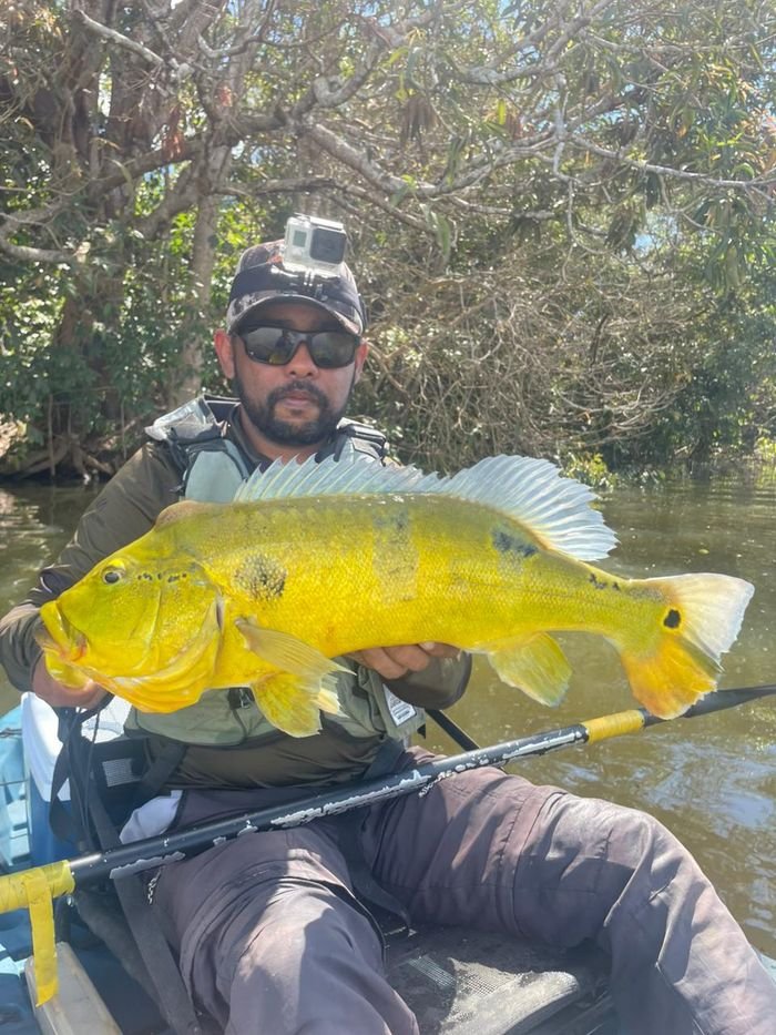 Tucunaré amazônico dourado capturado nos rios de Rondônia